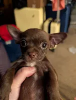 Coco, a male Chihuahua for sale in Marion, VA – Photo 1 of 3