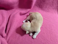 Xavian, a male Chihuahua for sale in Marion, VA – Photo 2 of 3