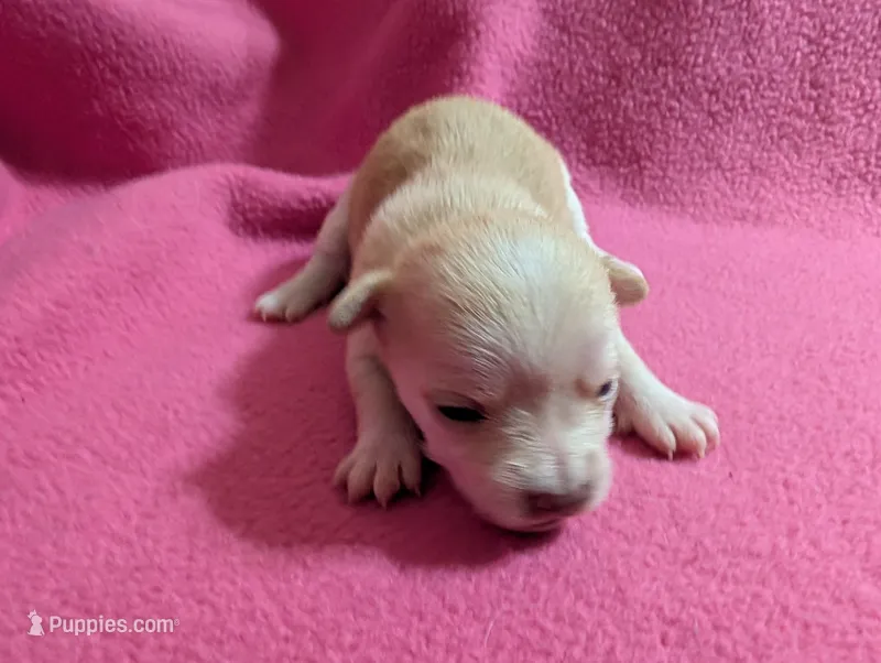 Xavian – Chihuahua puppy for sale in Marion, VA