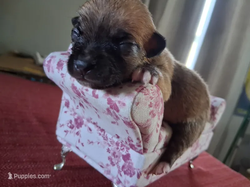 Maple – Chihuahua puppy for sale in Marion, VA