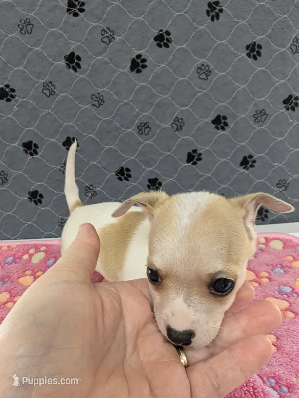 Andy – Chihuahua puppy for sale in Marion, VA