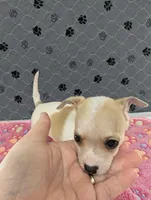 Andy, a male Chihuahua for sale in Marion, VA – 1 of 10