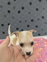Andy, a male Chihuahua for sale in Marion, VA – 2 of 10