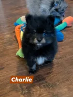 Charlie - Black & Tan Boy, a male Pomeranian for sale in Atlanta, GA – 1 of 1