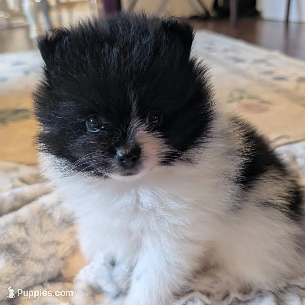 Jess, a female Pomeranian for sale in Danielsville, GA – Photo 2 of 2