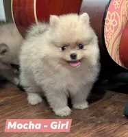 Mocha, a female Pomeranian for sale in Danielsville, GA – Photo 4 of 4