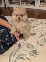 Mocha, a female Pomeranian for sale in Danielsville, GA – Photo 3 of 4