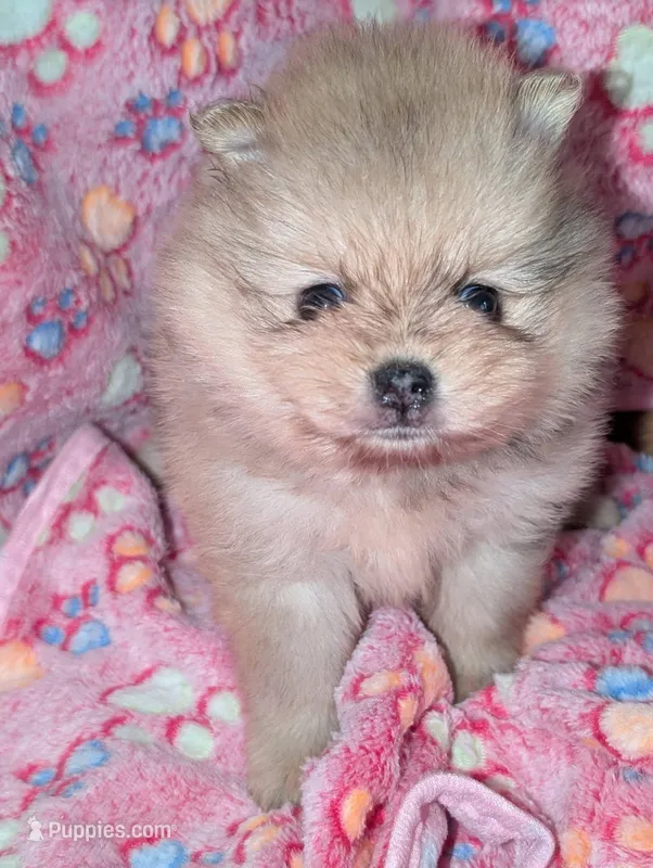 Mocha – Pomeranian puppy for sale in Danielsville, GA