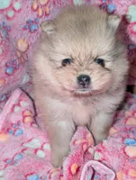 Mocha, a female Pomeranian for sale in Danielsville, GA – Photo 2 of 4