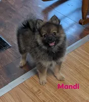 Mandi, a female Pomeranian for sale in Danielsville, GA – 1 of 1