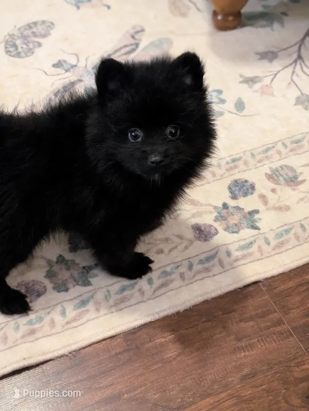 Andrew – Pomeranian puppy for sale in Atlanta, GA