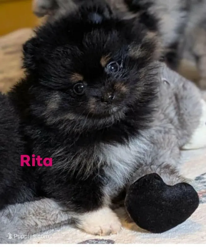 Runt Rita – Pomeranian puppy for sale in Danielsville, GA
