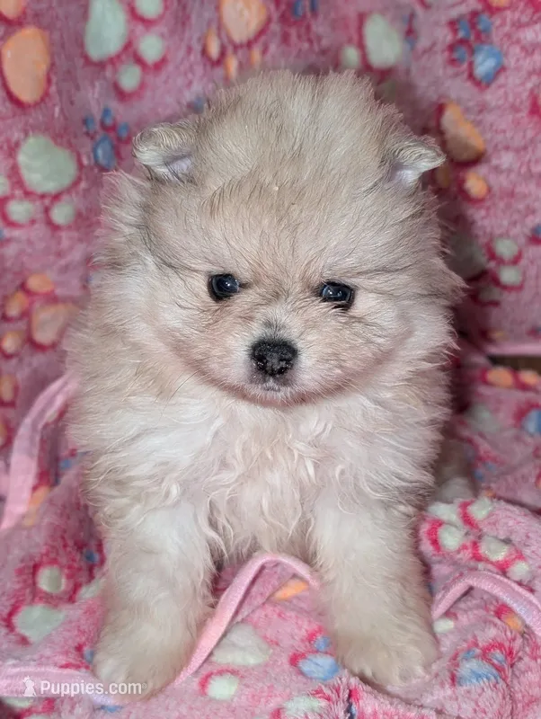 Meg – Pomeranian puppy for sale in Danielsville, GA