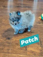 PATCH - Merle Boy, a male Pomeranian for sale in Atlanta, GA – 1 of 1