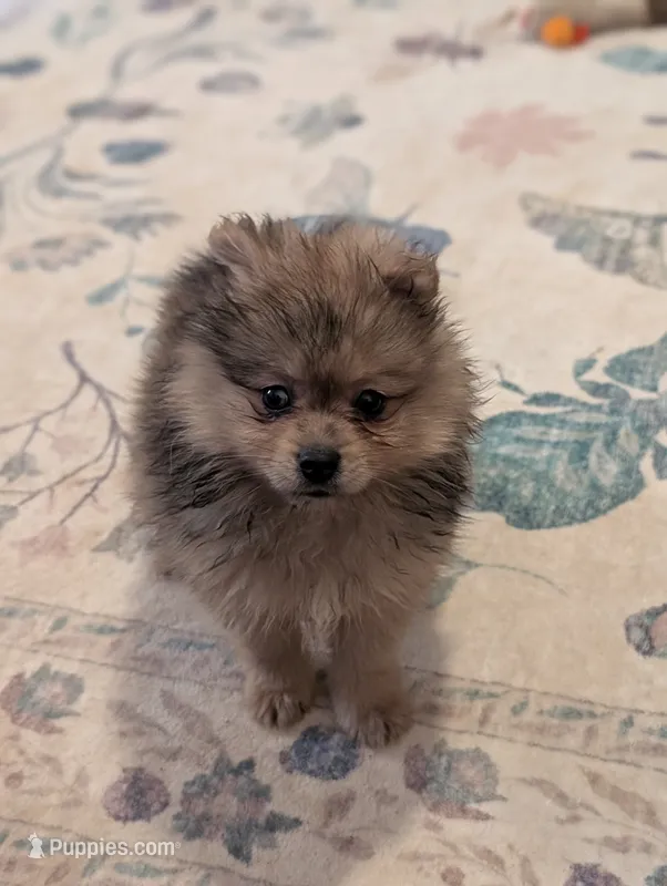 Adam – Pomeranian puppy for sale in Atlanta, GA