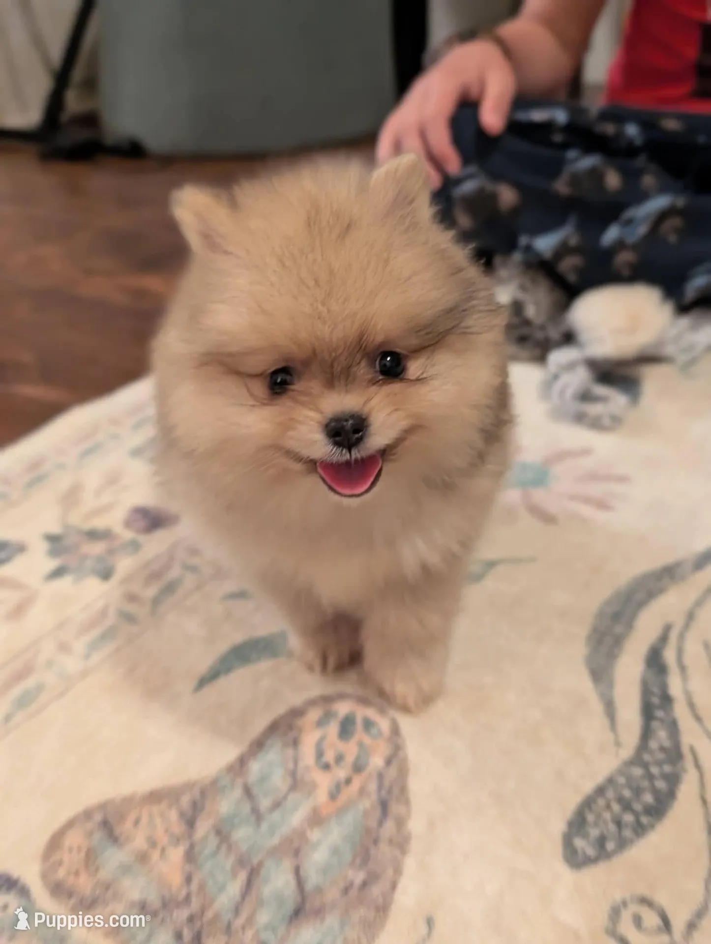 Mocha – Pomeranian puppy for sale in Danielsville, GA