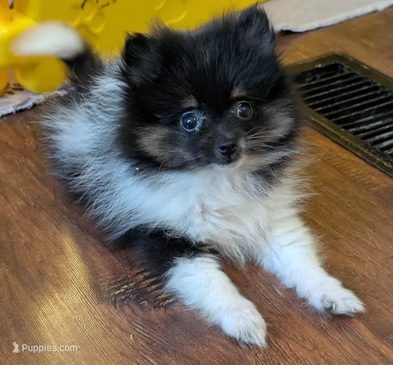 Little Sarah – Pomeranian puppy for sale in Danielsville, GA