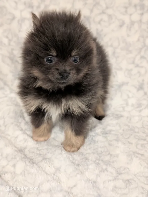 Auggie – Pomeranian puppy for sale in Danielsville, GA