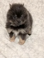Auggie, a male Pomeranian for sale in Danielsville, GA – 1 of 1