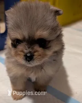 Blue Merle Girl – Pomeranian puppy for sale in Danielsville, GA