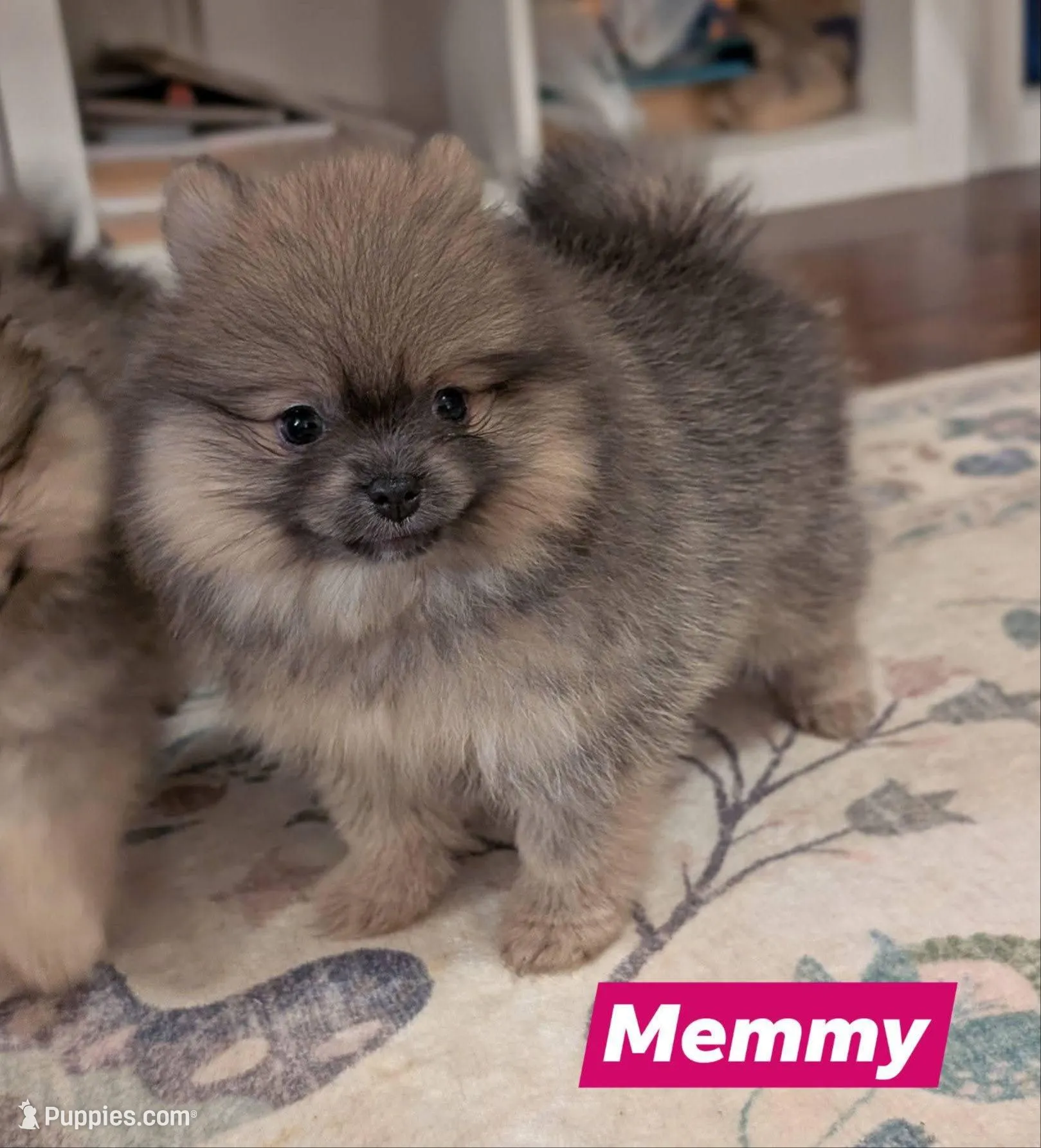 Memmy – Pomeranian puppy for sale in Danielsville, GA
