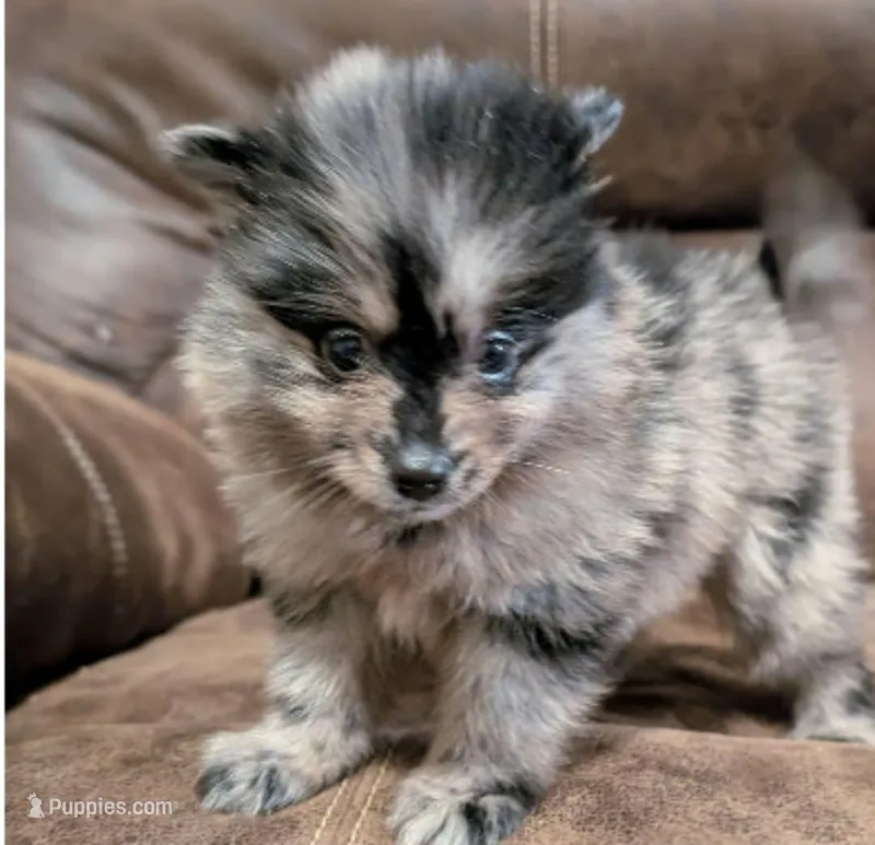 Adaline – Pomeranian puppy for sale in Atlanta, GA