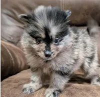 Adaline, a female Pomeranian for sale in Atlanta, GA – 1 of 1