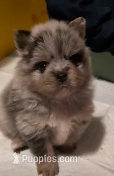 Blue Merle Boy 1 – Pomeranian puppy for sale in Danielsville, GA