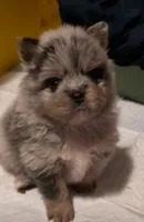 Photo of Blue Merle Boy 1