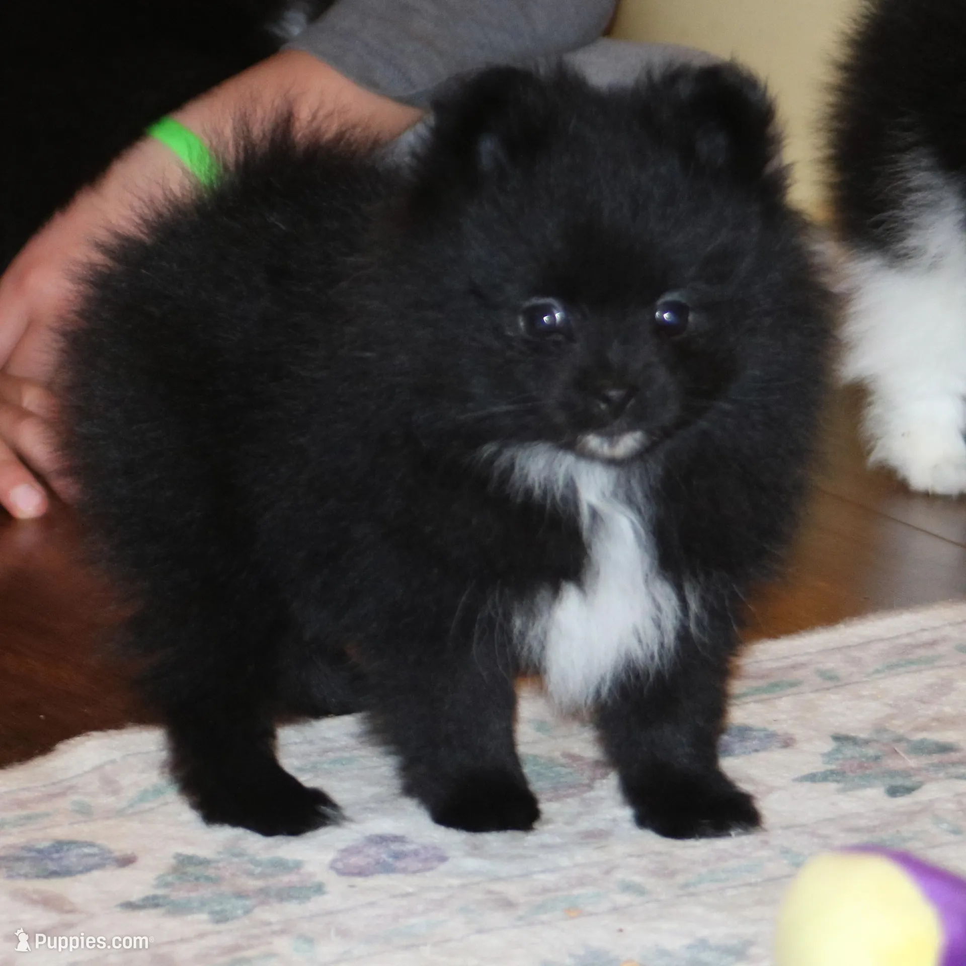 Jazzy – Pomeranian puppy for sale in Danielsville, GA