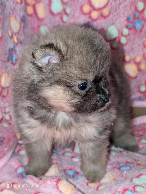 Memmy – Pomeranian puppy for sale in Danielsville, GA