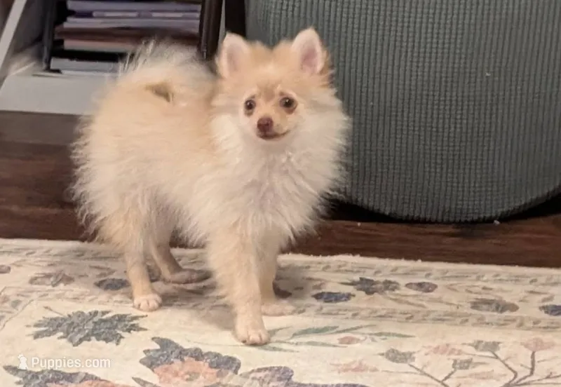 Stevie - Beaver Parti – Pomeranian puppy for sale in Danielsville, GA