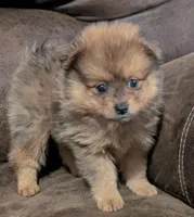 Adaline, a female Pomeranian for sale in Atlanta, GA – 1 of 1