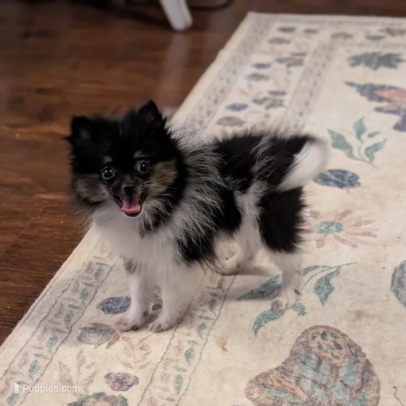 Little Sarah – Pomeranian puppy for sale in Danielsville, GA