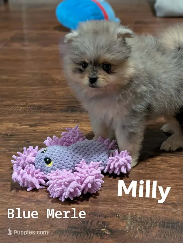 Blue Merle Girl – Pomeranian puppy for sale in Danielsville, GA