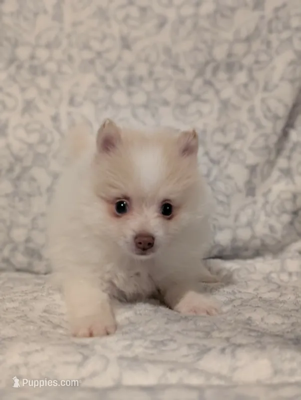 Soda – Pomeranian puppy for sale in Danielsville, GA