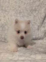 Soda, a male Pomeranian for sale in Danielsville, GA – 1 of 1