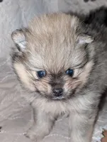 Micah, a male Pomeranian for sale in Danielsville, GA – Photo 2 of 3