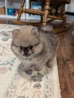 Micah, a male Pomeranian for sale in Danielsville, GA – Photo 3 of 3