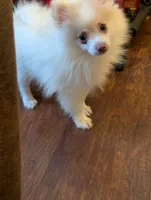 Soda - All shots UTD, a male Pomeranian for sale in Atlanta, GA – 2 of 3