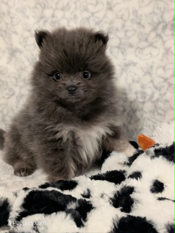 Arrow – Pomeranian puppy for sale in Danielsville, GA