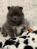 Arrow, a female Pomeranian for sale in Danielsville, GA – 1 of 1