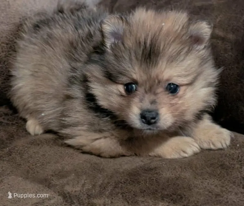 Adam – Pomeranian puppy for sale in Atlanta, GA