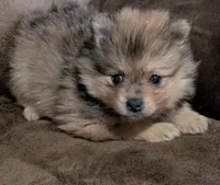 Adam, a male Pomeranian for sale in Atlanta, GA – 1 of 1