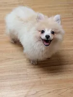 Johnny, a male Pomeranian for sale in Atlanta, GA – 1 of 3