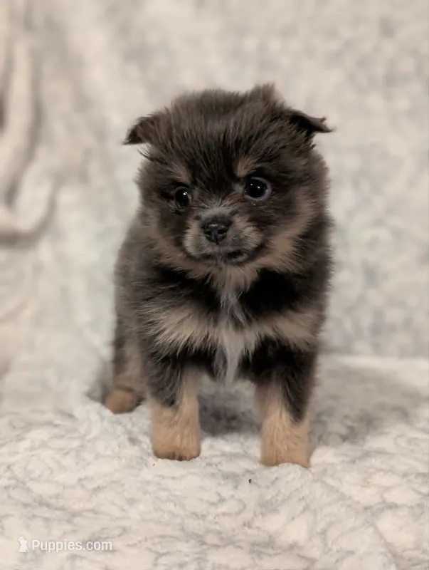 Augusta  – Pomeranian puppy for sale in Danielsville, GA