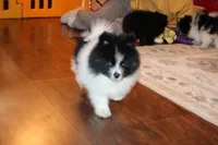 Throwback Jasper, a female Pomeranian for sale in Danielsville, GA – Photo 3 of 4