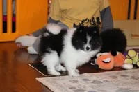 Throwback Jasper, a female Pomeranian for sale in Danielsville, GA – Photo 1 of 4