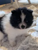 Throwback Jasper, a female Pomeranian for sale in Danielsville, GA – Photo 2 of 4