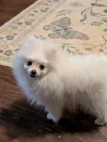 Blanca , a female Pomeranian for sale in Danielsville, GA – Photo 3 of 4